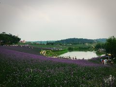 -大塘金香草谷