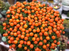 -秦美花卉(天朗·莱茵小城2期店)