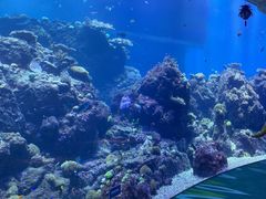-珠海长隆海洋王国