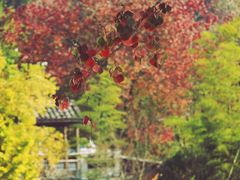-塔川景区