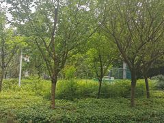-成都市活水公园