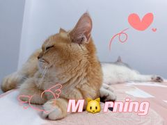 -lincat·猫舍(广州店)