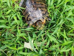 -青石桥花鸟鱼虫市场(叠翠城店)