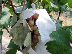 -马陆小张葡萄园农家乐