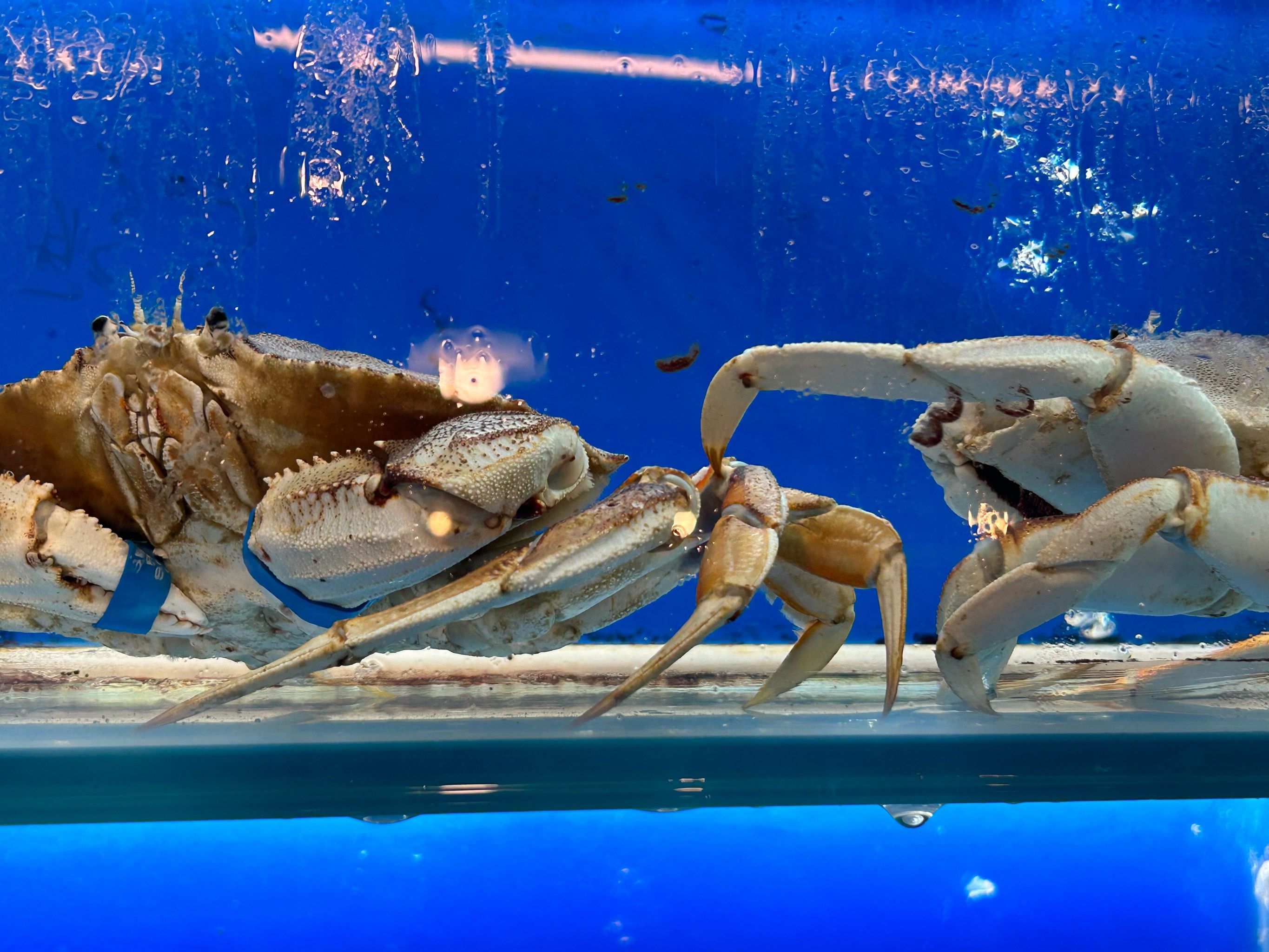 海鲜新品(珍宝蟹)快来品尝吧[调皮]