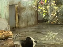 -海南热带野生动植物园