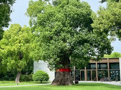 -养云安缦吧THE BAR