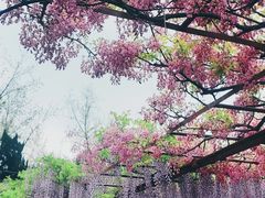 -嘉定紫藤园