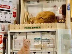 -爱侣·安琦尔宠物医院·中兽医针灸·心内科·狂犬免疫点(宝山区院)