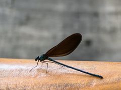 -白水寺森林公园