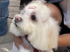 -帕帕拉兹宠物(亚洲旗舰店)