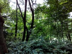 -广东茂名森林公园