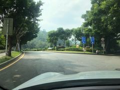 -银湖山郊野公园-相思林