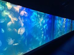 -左海海底世界