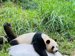 -广州长隆野生动物世界
