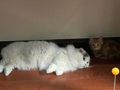 -艾贝尔宠物医院·24H转诊中心·肿瘤猫专科(江宁双龙店)
