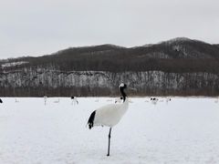 -钏路市丹顶鹤自然公园