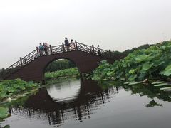 -荷塘月色湿地公园·向阳花洲