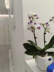 -SKINIST丽铂医疗美容