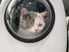 -伟伟宠物医院·CT影像中心·瑞派犬猫综合性门诊(汉口总院)