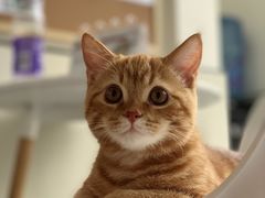 -爱诺耐芙动物医院(万博店)