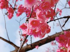 -宜良山后樱花谷