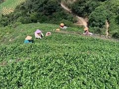 -文雅轩茶叶(锦和越界田林坊店)