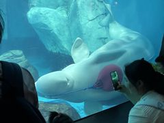 -海合安武汉极地海洋公园