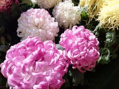 -华强阁菊花宴自助火锅店