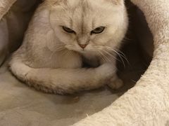 -Let's go狗咖·猫咖·奶狗·桌游(春熙路IFS店)