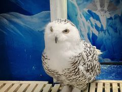 -成都浩海立方海洋公园