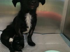 -骐奇宠物诊疗中心(南亭公路店)