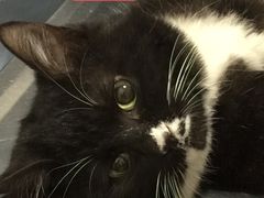 -汪喵宠物医院·骨科心脏影像·犬猫急重症ICU诊疗中心(成华分院)