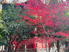 -西安碑林博物馆
