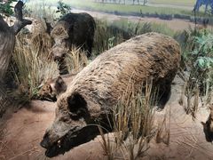 -陕西自然博物馆