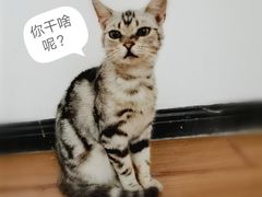 -三花喵·撸猫购宠·宠物生活馆(虹桥南丰城店)