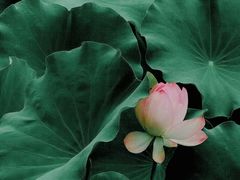 -四川大学(华西校区)