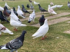 -白鹭洲公园