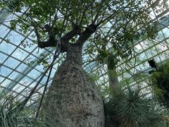 -新加坡植物园