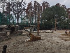 -上海野生动物园老虎餐厅