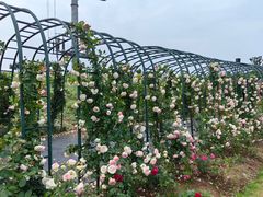 -金银湖国家城市湿地公园