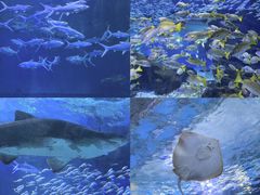 -海合安武汉极地海洋公园