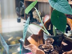 -Rabbit Cafe私房西餐甜点咖啡(栖霞路店)