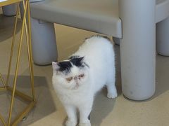 -藏猫猫咖啡主题馆(中央大道店)