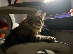 -瑞鹏宠物医院·宠保定点·心脏科·内科(御桥分院)