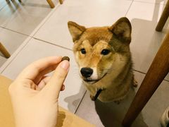 -柴务处·柴犬主题狗咖