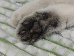 -猫大福·Fortune Cat猫舍(百子湾店)