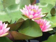 iphone_upload_pic-溱湖国家湿地公园