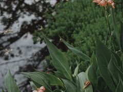 -望江楼公园