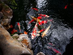 -鲤院·新中式美学·庭院餐厅(夫子庙店)